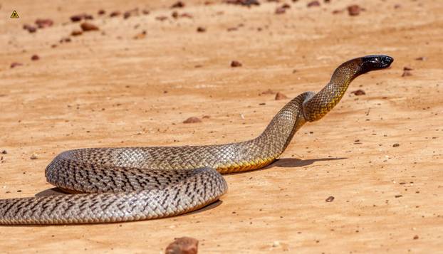FOTO Ovo su najotrovnije životinje na svijetu: Australci, nije vama nimalo lako dolje...