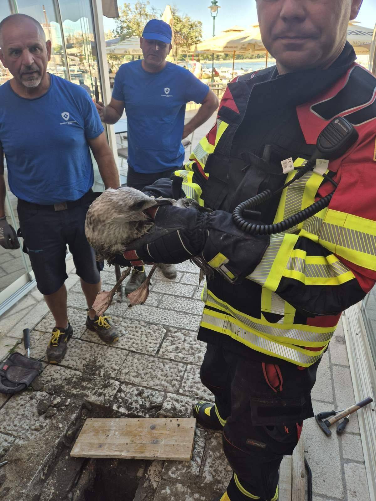 Galeb zapeo u kanalizaciji u Rovinju: 'Dobro je, ali nikome nije jasno kako je ondje završio'