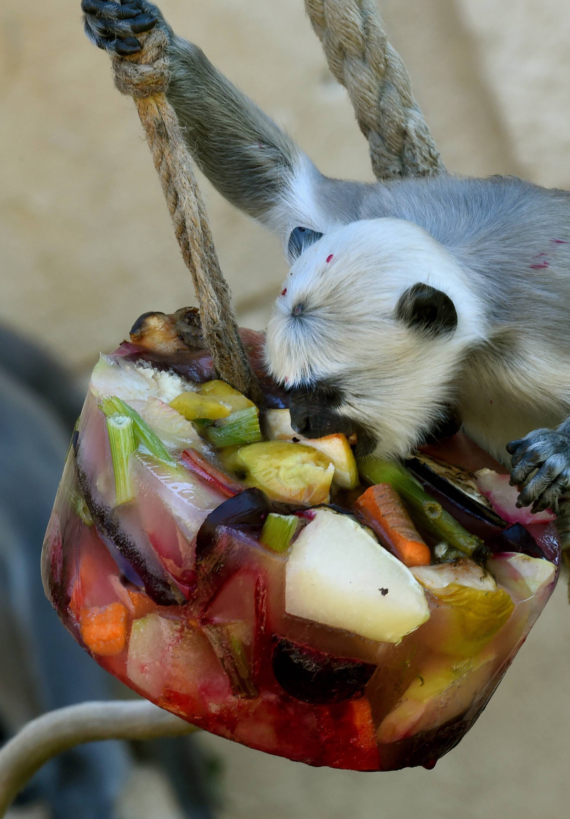 Refreshments at the Hanover Zoo