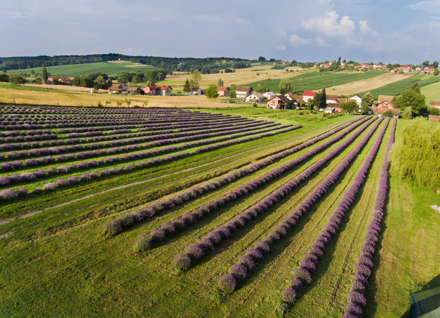 Ne, ovo nije Provansa. Ovo su divna polja lavande kod Kutine!