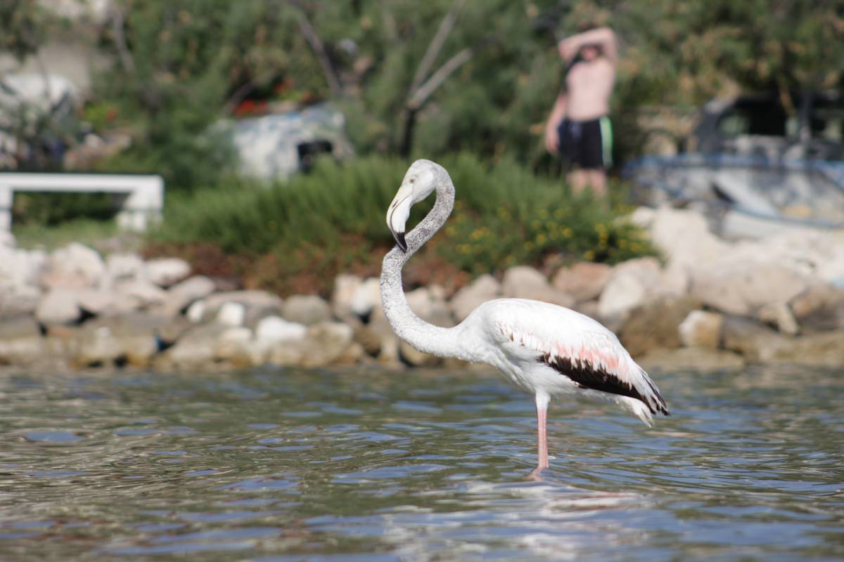Obitelj spasila plamenca koji se nasukao na plaži na Pašmanu: 'Satima se borio s burom'