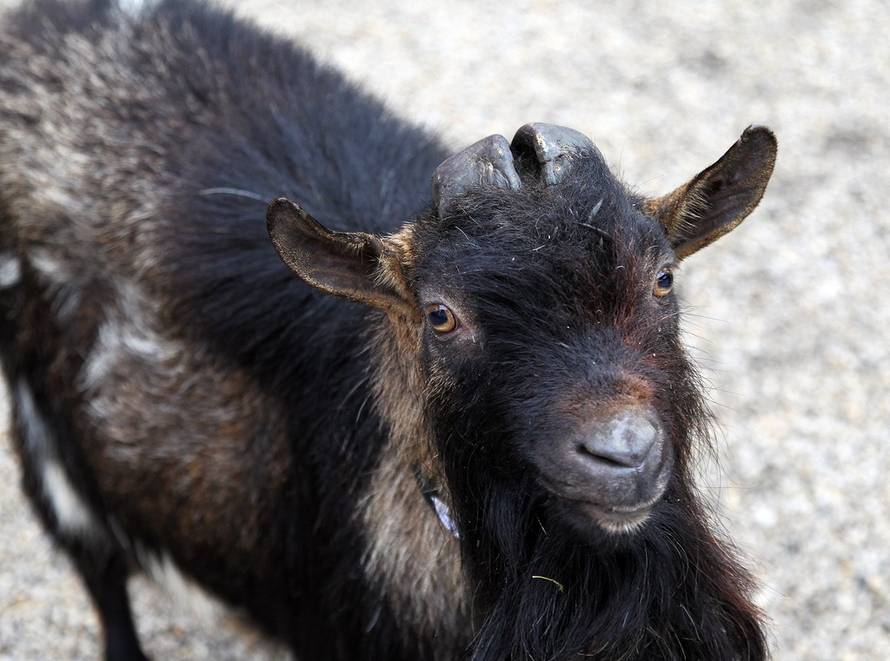 Željko Hladika/24sata