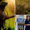 Veterinarski fakultet ima svoju Gmazaru: 'Na&scaron;a iguana &Dstrok;ur&dstrok;a obo&zcaron;ava salate i paradajz'