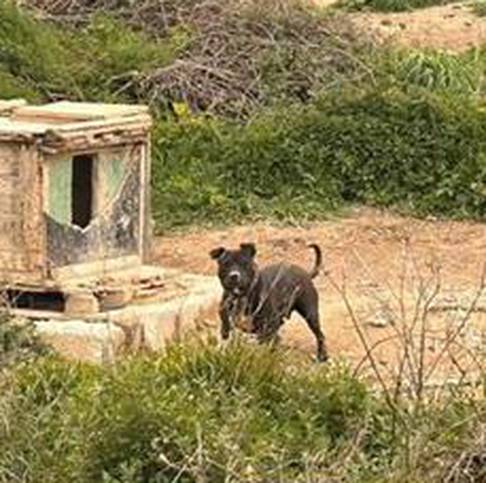Strava u Splitu! Muškarac držao 67 pasa i 2 vuka, zlostavljao ih je. Policija: Uzrokovao im je bol