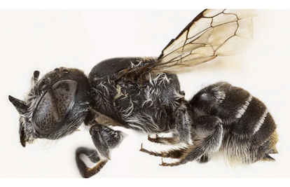 Otkrili su novu vrstu pčele, ima rogove! Dobila ime po hit seriji