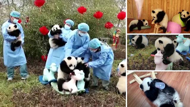 VIDEO Preslatki mladunci pandi uživaju u igri: Nespretni su, padaju i šalju svima dobre želje