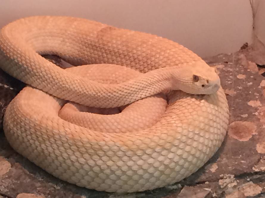 Crna mamba u Splitu:  Neke od ovih zmija iznimno brzo ubijaju