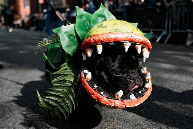 Tompkins Square Halloween Dog Parade in New York