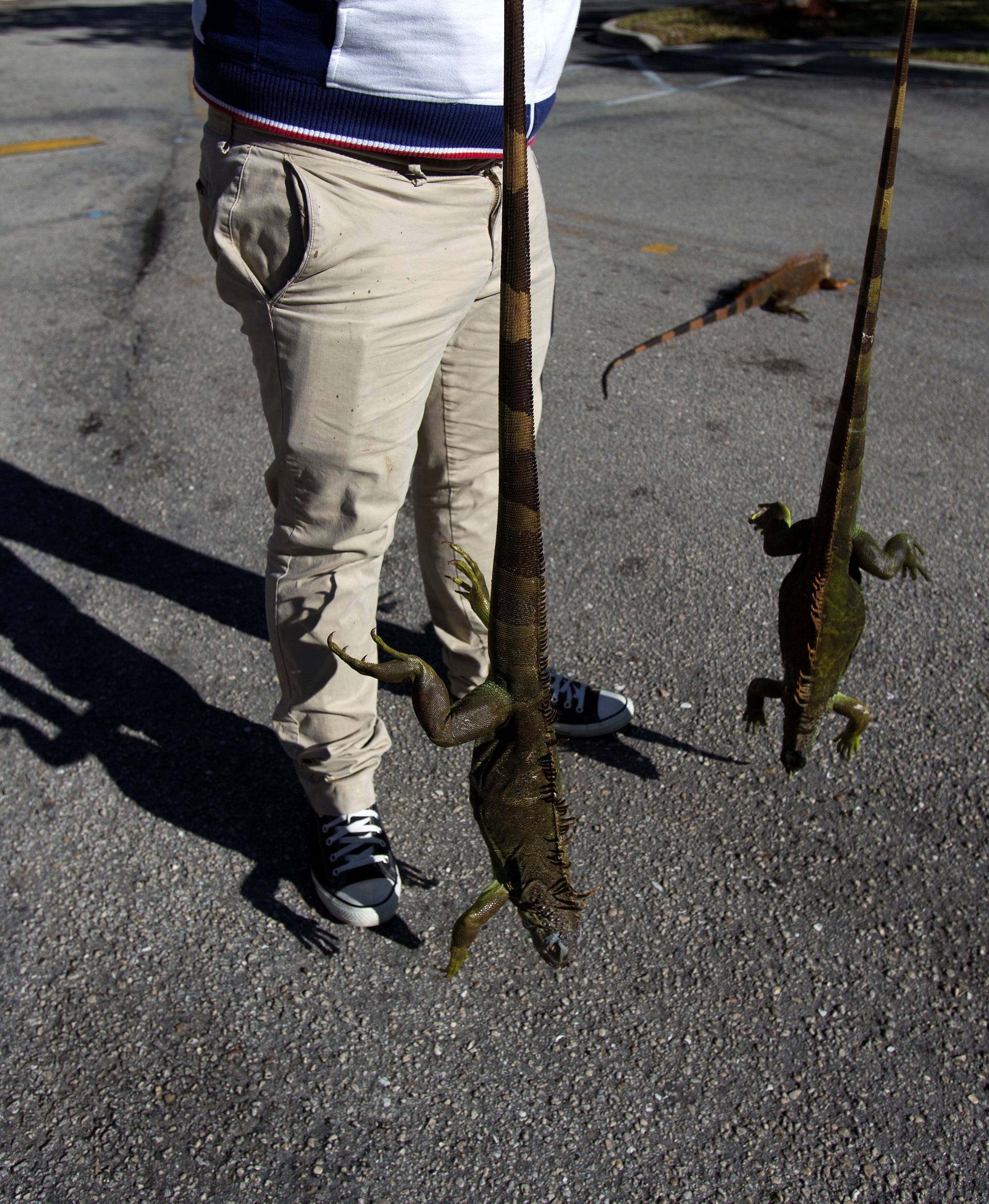 A man carries two cold stunned iguanas that were found near a local pond due to the extreme cold weather in Lake Worth