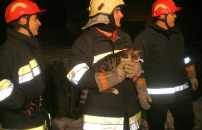 Spasili je vatrogasci: Mačka iz Jaske dva dana bila na drvetu