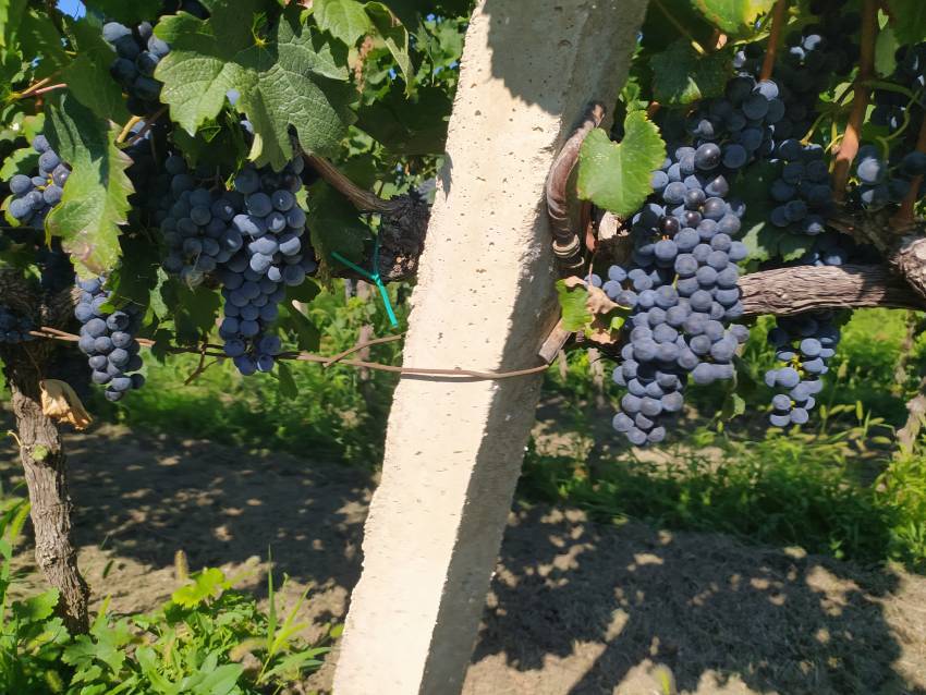 U najvećem hrvatskom vinogorju očekuje se berba grožđa izuzetne kvalitete