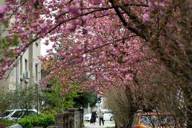 24sata Zagreb: Japanske trešnje u Ulici Bogoslava Šuleka