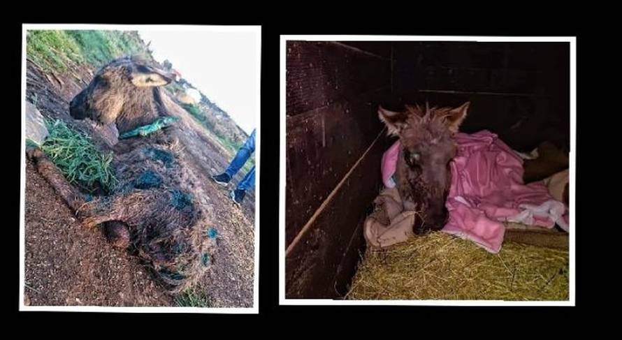 Kod Zadra spašen mali magarac ostavljen da ugine: Našli su ga izgriženog, bio je sav u ranama