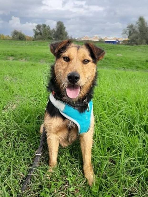 FOTO Ovi preslatki psići iz Noine Arke traže obitelj i stalni dom