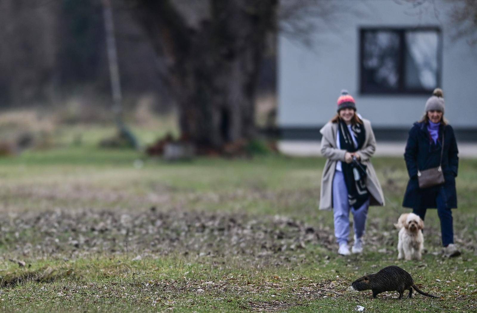 
Zagreb: Nutrija svojom pojavom iznenadila šetače i psa na jezeru Savica