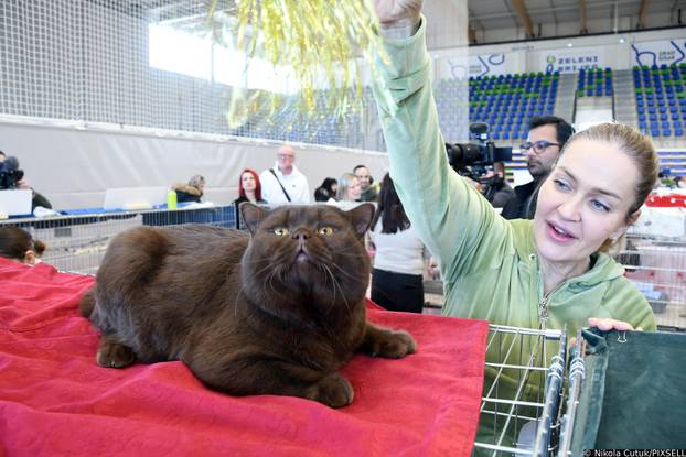 Otvorena revijalna izložba mačaka u Sisku 