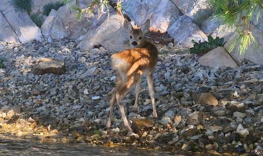 Bambi iz šibenskog kanala: Lane traži mamu koja je dan ranije uginula od ugriza zmije