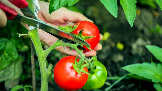 7 vrtlarskih trikova kako dobiti više rajčica na svakoj stabljici