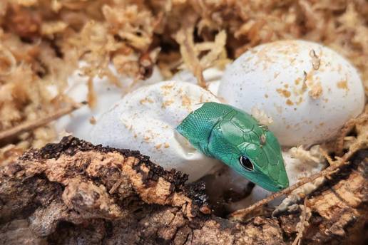 Zagreba&ccaron;ki ZOO objavio veliku vijest: 'Izleglo se pet mladunaca gotovo ugro&zcaron;ene vrste!'