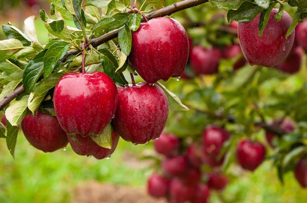 Autumn,Day.,Rural,Garden.,In,The,Frame,Ripe,Red,Apples