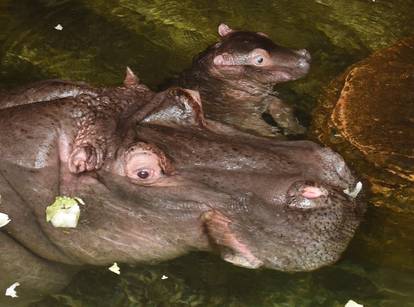 Baby hippo at Hanover zoo