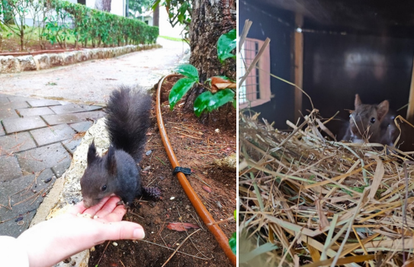 Vjeverice Bim, Bum i Bam stigle su u novu nastambu u Zoološki vrt u Zagrebu: 'Imale su sreće'