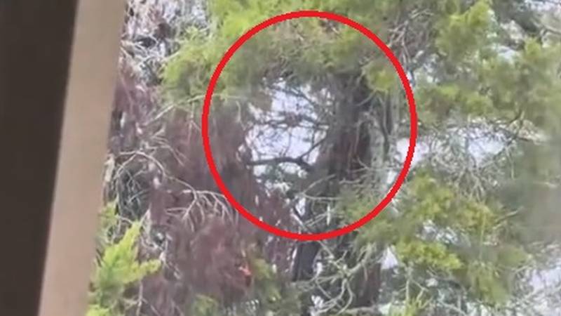 KRUŽI VIDEO 'U krošnji mi se ukazao Chuck Norris!' Pljušte komentari: To je Chuck Forrest!