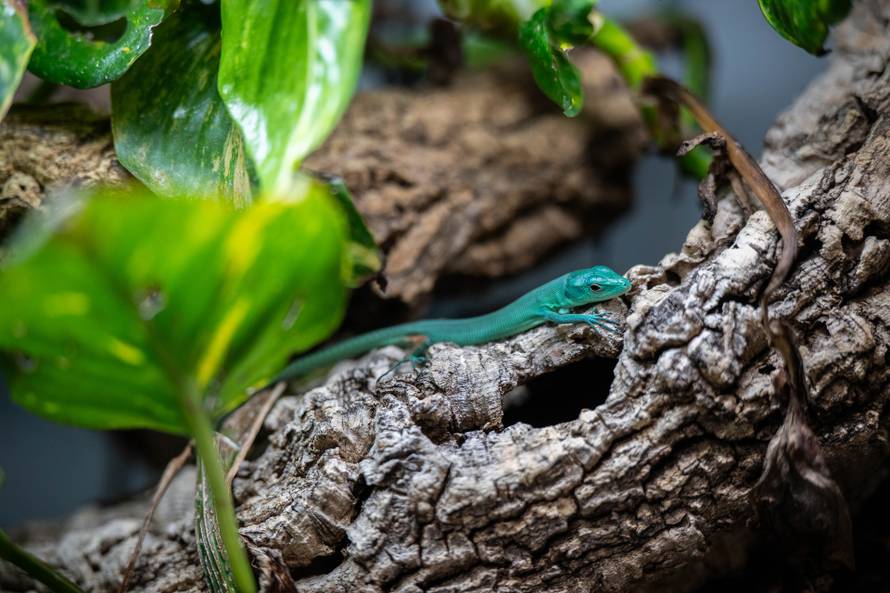 24sata Zagreb: Rodilište u Zoološkom vrtu