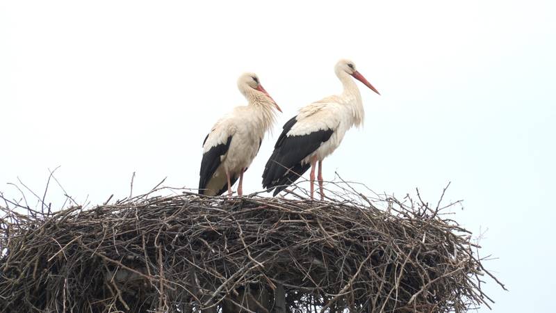 VIDEO Zavodnik Klepetan vratio se kući s novom partnericom