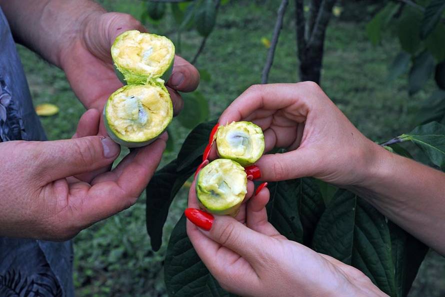 Počinje 6. Festival indijanskih banana: Saznajte sve o ovom zdravom voću i zabavite se