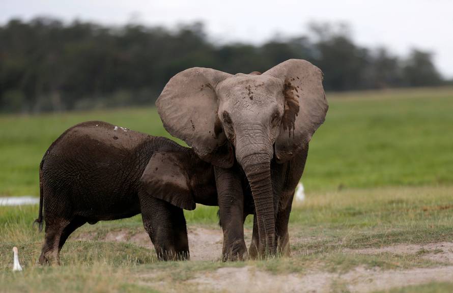 An elephant breastfeeds its young one at the Amboseli National Park, southeast of Kenya's capital Nairobi