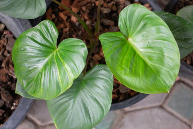 Garden plants nature background  of green leaves