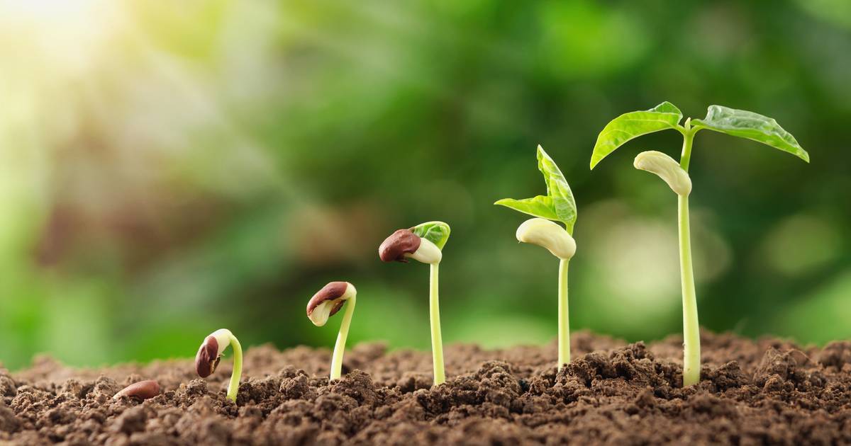 Here’s how to use alcoholic vinegar to market quicker seed germination