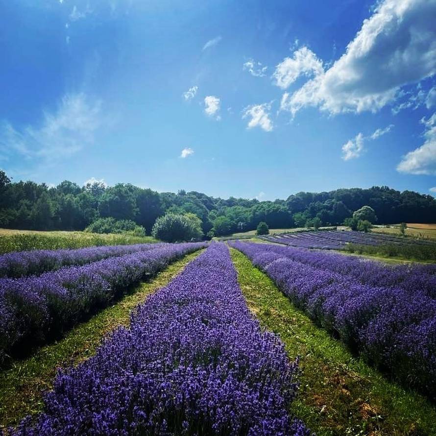 Ne, ovo nije Provansa. Ovo su divna polja lavande kod Kutine!