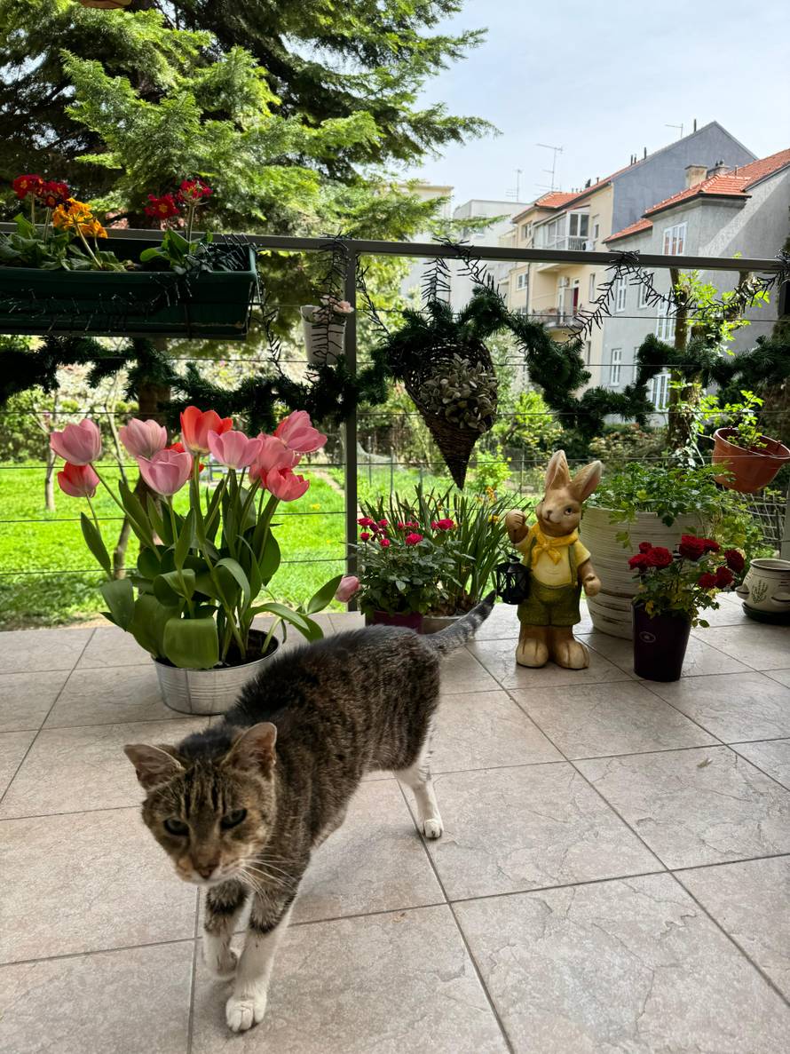 Zagrepčanin: 'Moja Šapica je najstarija maca u Hrvatskoj'