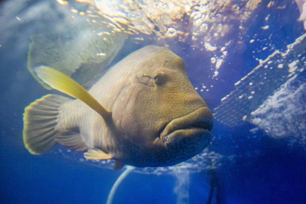 Pula: Najveća tropska riba Napoleon 