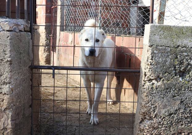 24sata Kistanje: Pas Shadow ranjen u borbi sa vukovima 