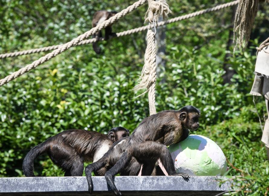 Zagreb: zekanje u zooloÅ¡kom vrtu