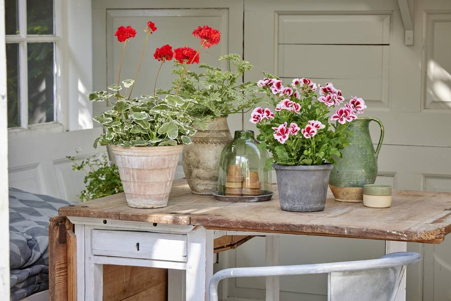 Najbolji način za sadnju i njegu pelargonija