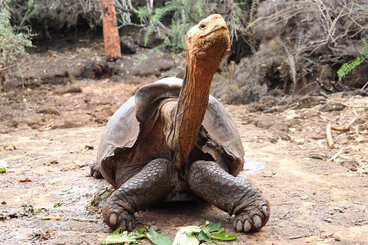 Zaslužena mirovina: 'Zdravi' libido kornjače spasio je  vrstu