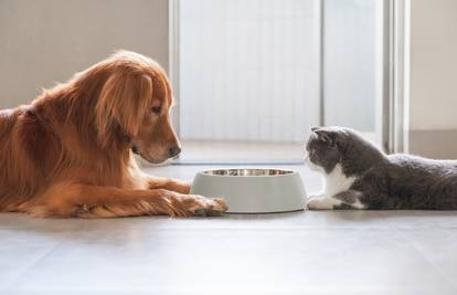 Apetit kod kućnih ljubimaca i kada posjetiti veterinara?