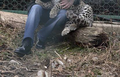 U rukama Vladimira Putina i leopard postaje umiljata maca