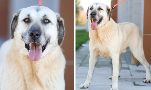 FOTO Mekanu dobricu Bega (7) obitelj je dala u sklonište nakon preseljenja. Sad traži novi dom