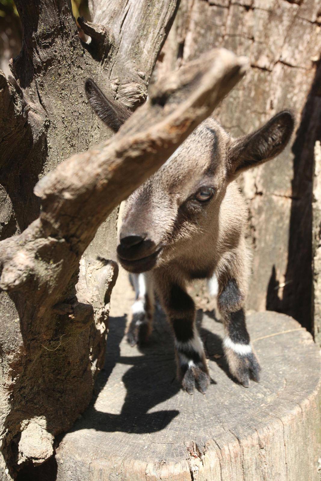 U Zoološki vrt u Zagrebu stigle dvije prinove patuljastih kozlića