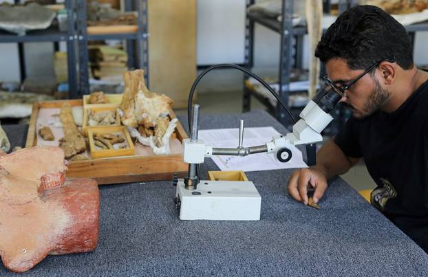 Abdullah Gohar, a researcher at El Mansoura university works on renovating the 43 million-year-old fossil of a previously unknown amphibious whale called "Phiomicetus Anubis", in Egypt