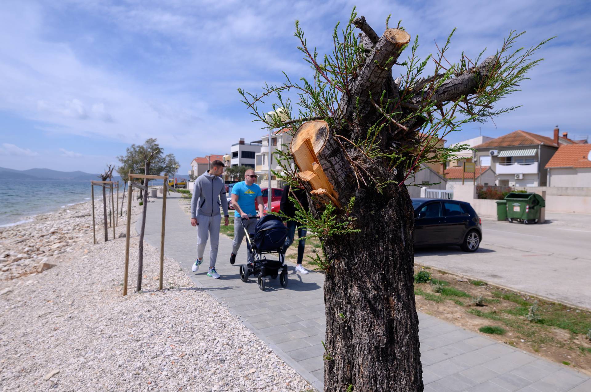 Zadar: Na Puntamici odlomili krošnje mladih stabala, u Diklu posjekli borovu šumu uz more