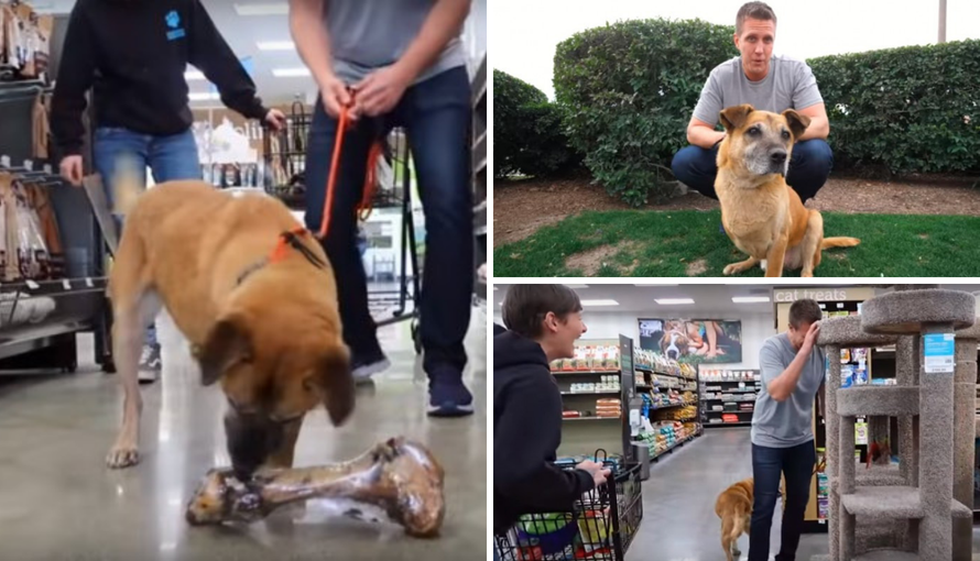 Napuštenom psu kupio sve što je dotaknuo i pronašao mu dom