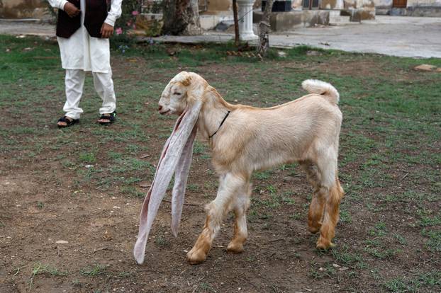 Simba, kec një muajsh e katër ditësh me veshë të gjatë 22 inç, në Karaçi