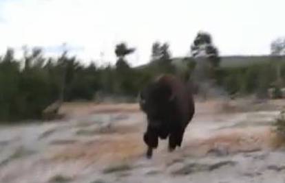 Divlji bizon napao i bacio ženu u nacionalnom parku
