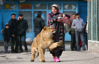 Čuvarica zoološkog vrta lava Vadika prošetala Dušanbeom